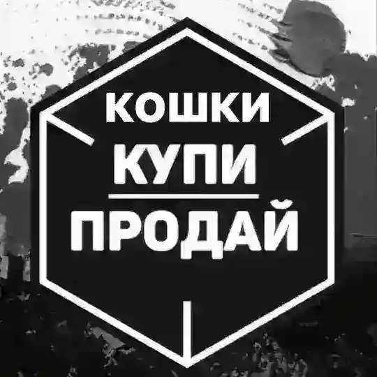БАРАХОЛКА КОШКИ КУПИ|ПРОДАЙ