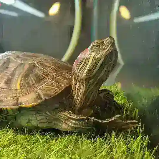 Черепашатник 🐢🤝🐸