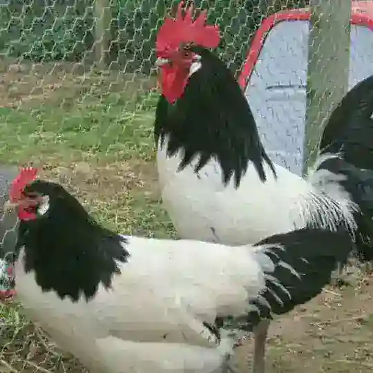 Brekel Lakafenda club n1