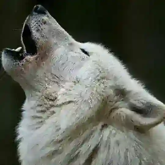 Lupus in Tabula IT (I funghi esistono solo il fine settimana)