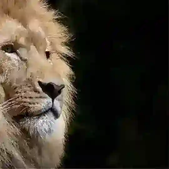 ️ Львів Чат 🌇🌆🦁