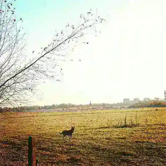 Луговая. Лобня