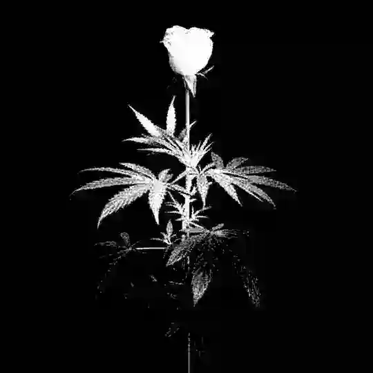 ঔ̶ৣ̶F̶A̶Q̶A̶T̶ Y̶O̶S̶H̶L̶A̶R̶ঔ̶ৣ̶™̶