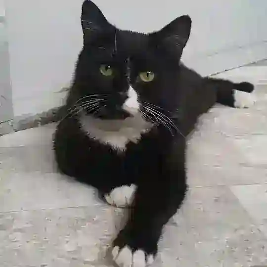 Matthew_cat_be_happy