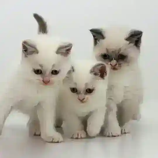 Кошачий подвал