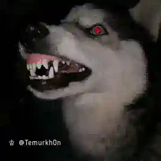 ππDM YOMON π€π€