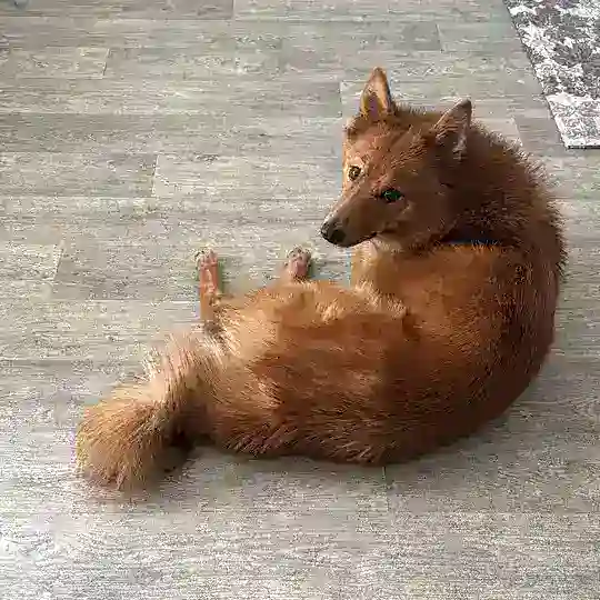 ИЩЕМ РИЧИ 🦊❤️🙏