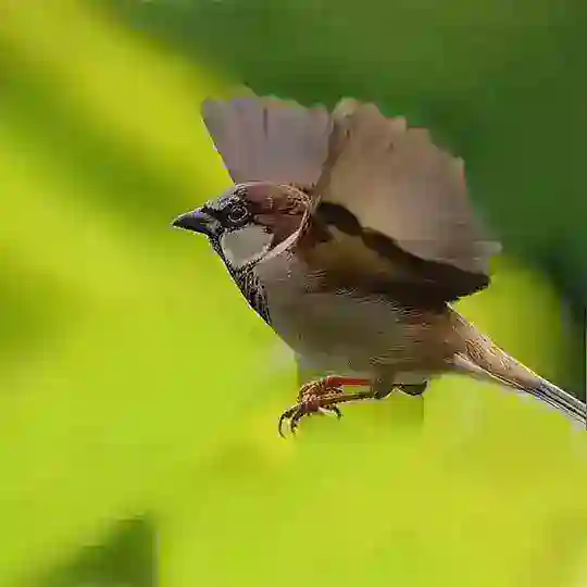 Нейро Мульт Студия