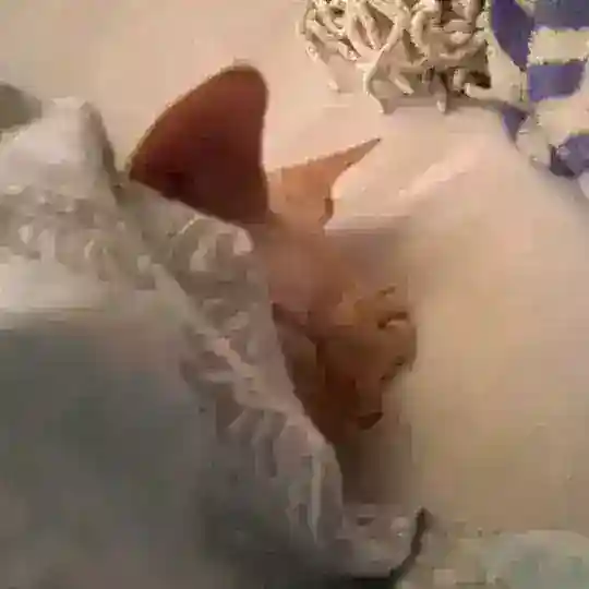 olegtifany CHAT