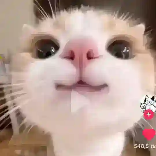 чат Орэн