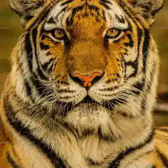 Orkid Design & Pillow