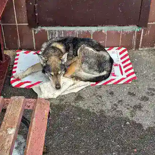 Пес Покровский