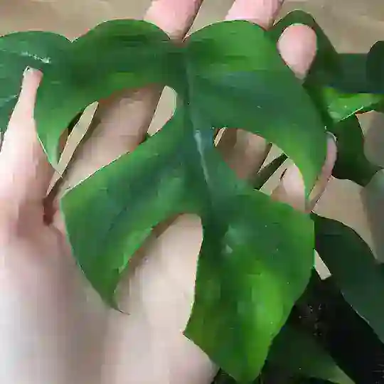 Pflanzengruppe 🌱