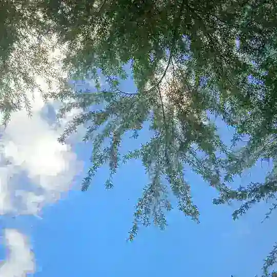 Solicitud de películas Un Click