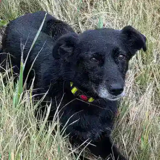 Поиск Луны❤ 🐕🦺