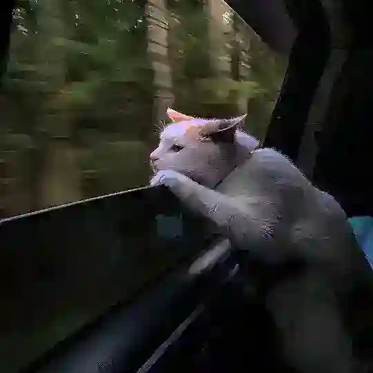 Котики мои ❤️