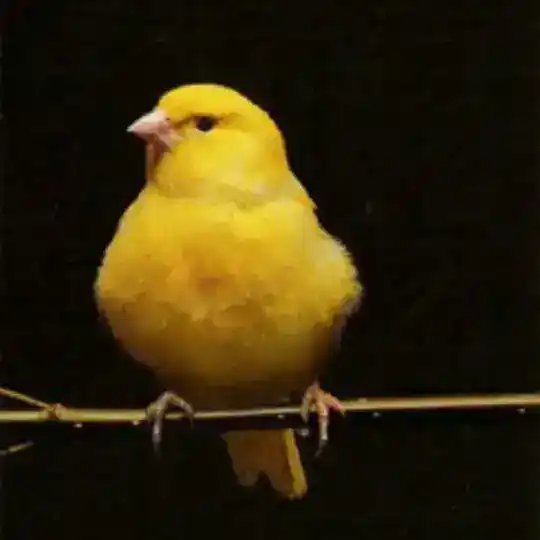🦜🦜🦜Qush ishqibozlar🦜🦜🦜