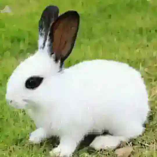 🐰VODIY QUYON BOZORI🐇