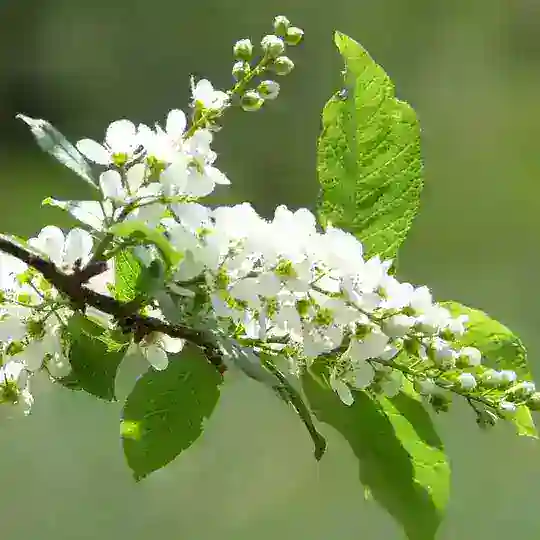 СНТ Шомырт