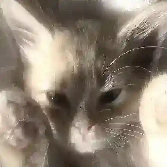 ᴄʜᴀᴛ_ᴘᴀᴛᴛᴇʀɴ