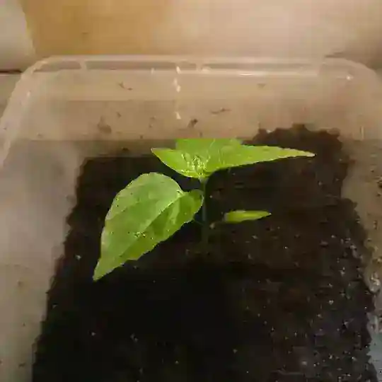 PETANI ORGANIK