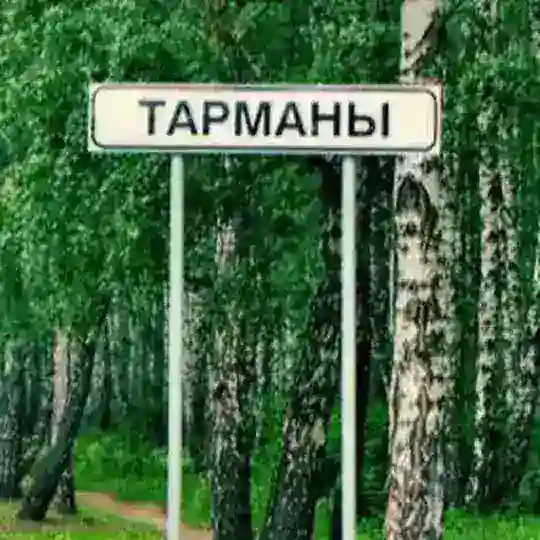 •Тарманы Live• 18см