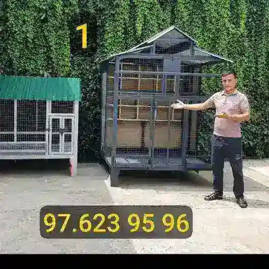 TOVUQ KATAKLAR