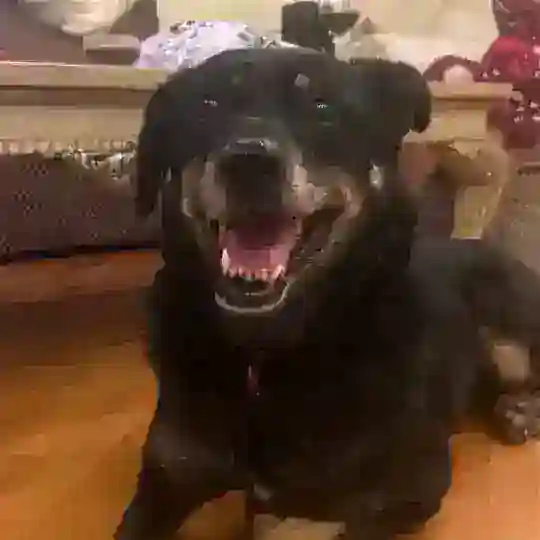 Цыган найден ❤️