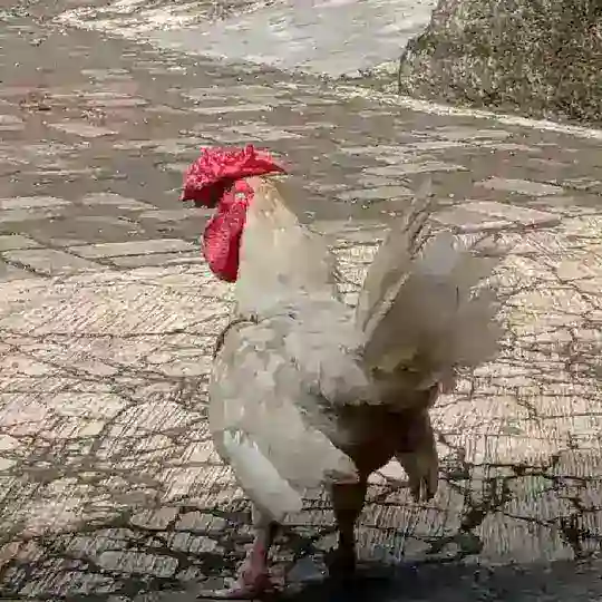 Sultan indodax