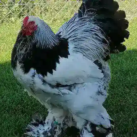 Brama N1