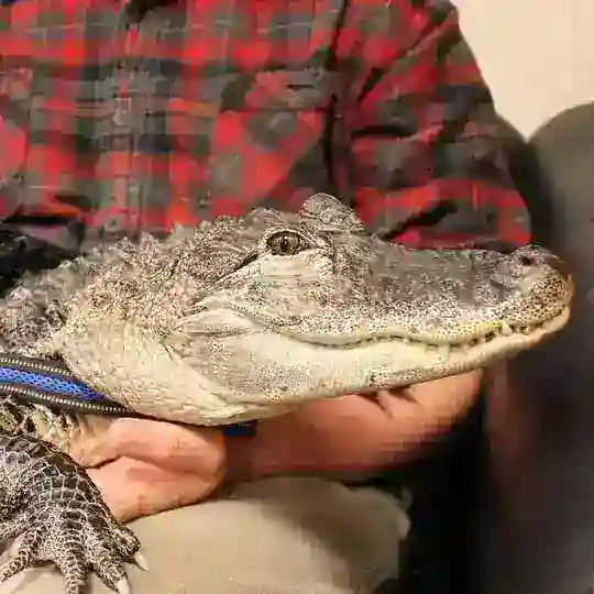 Wally | Emotional Support Alligator