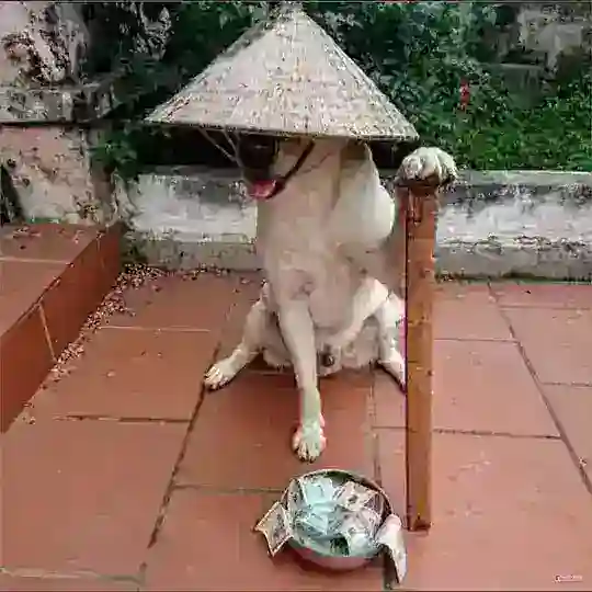 D Community