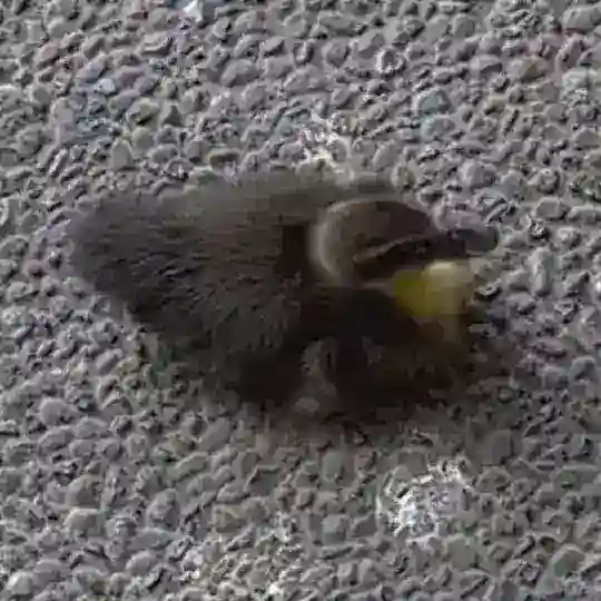 Тип чат наш❤️