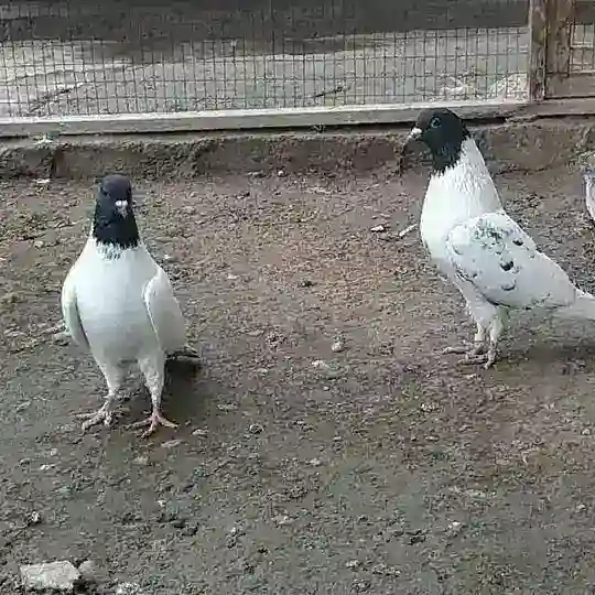 Namangan Chortoq kaptar ishqibozlari🕊🕊🕊