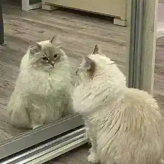 PARADOKS
