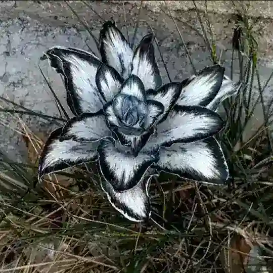 成都茉莉花修车
