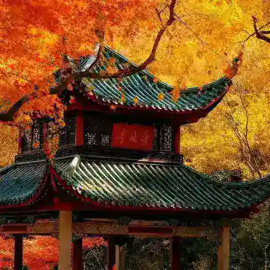 枫林晚🍁