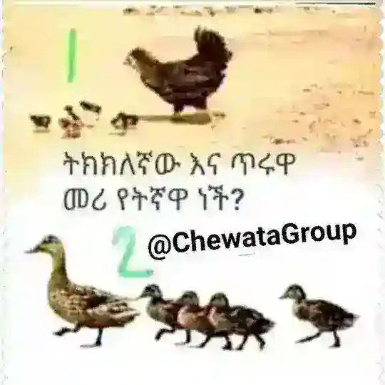 Ethio IQ α¨αα³