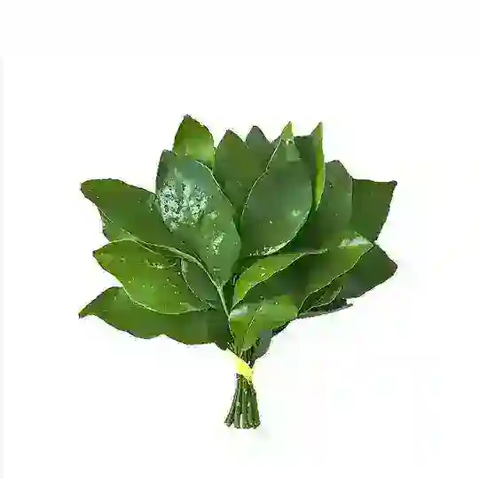 春朝（中转站）