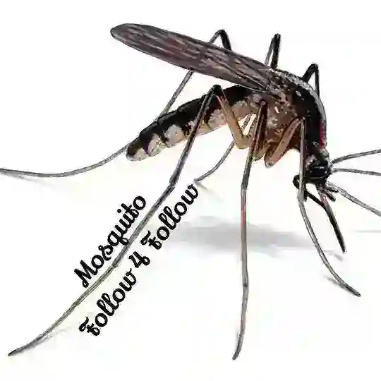 Follow4Follow Mosquito