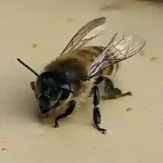 IAF - Bees 🐝