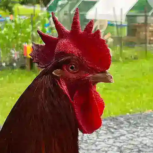 IAF - Birds 🐓