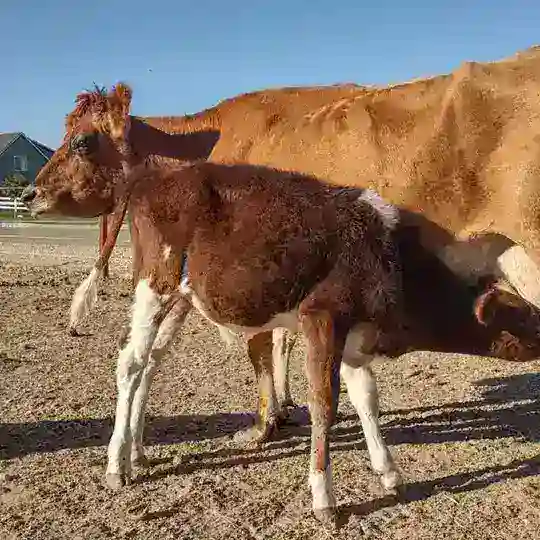 IAF - Livestock π
