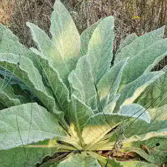IAF - Herbs πΏ & Healing βοΈ