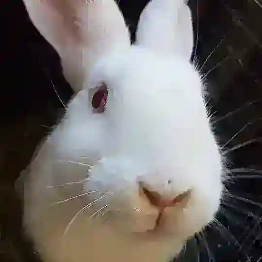 IAF - Rabbits π