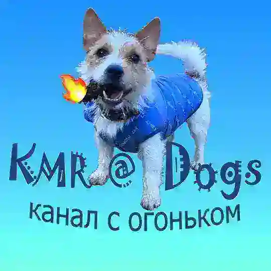 KMR@Dogs Chat-смешные животные.