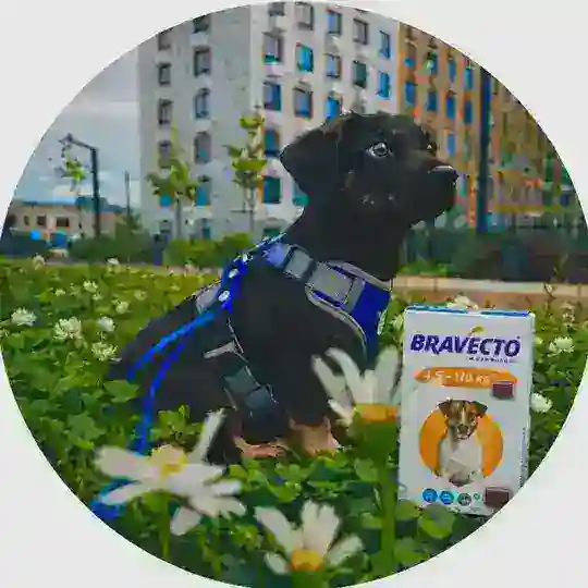 🦮🐈⬛ Собачники/Кошатники - Ильинское