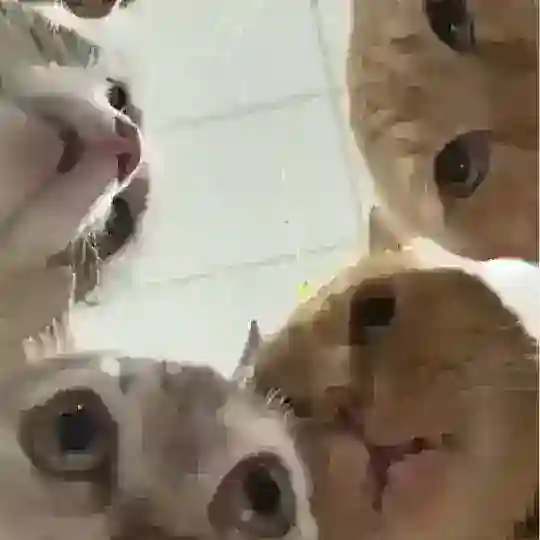 MEOW MEOW GANG 😾