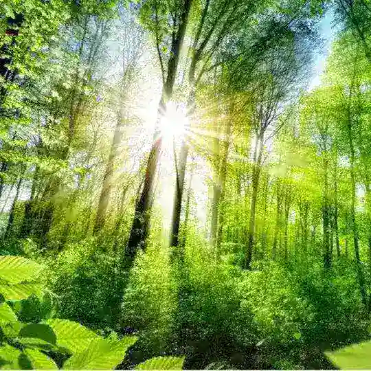 Light of truth