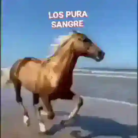 𝙇𝙤𝙨𝙋𝙪𝙧𝙖𝙎𝙖𝙣𝙜𝙧𝙚💬